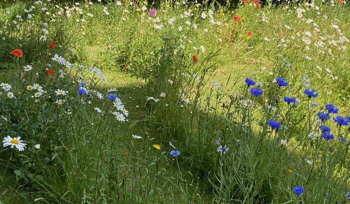 イギリスの季節の花々の織りなす絶景を楽しもう！