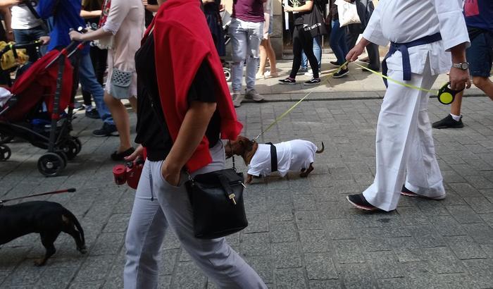 犬好きさん必見!ポーランドのダックスフントパレード