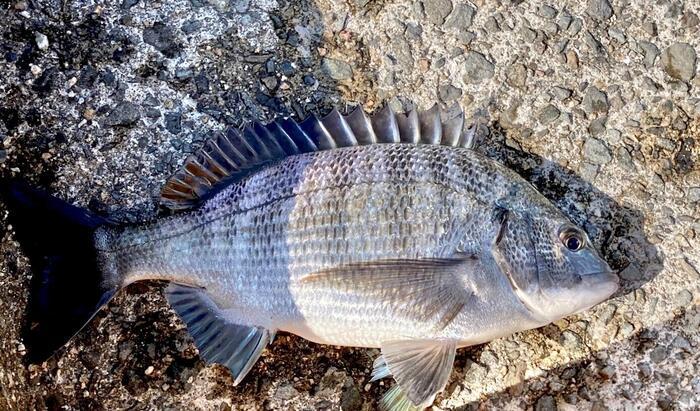 【兵庫】釣りやオーシャンピクニックに♪絶景に心ほどける大蔵海岸 in 明石