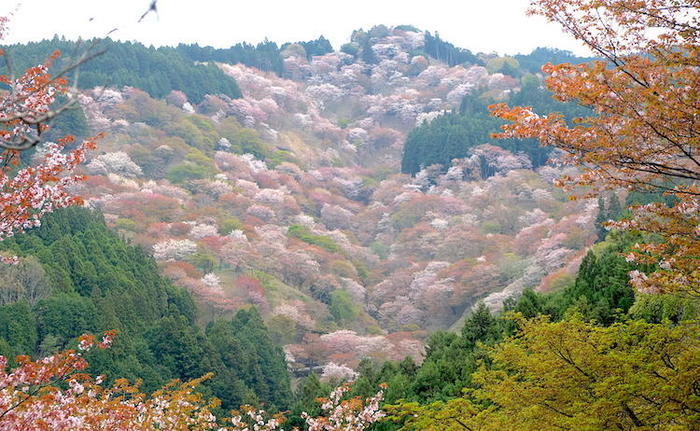 奇跡の光景！吉野山をピンクに染め上げる山桜、来年までに知っておきたい絶景スポット