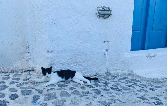 【もはや食レポ】ノルウェージャンスターでクルーズ王道の東地中海へ！