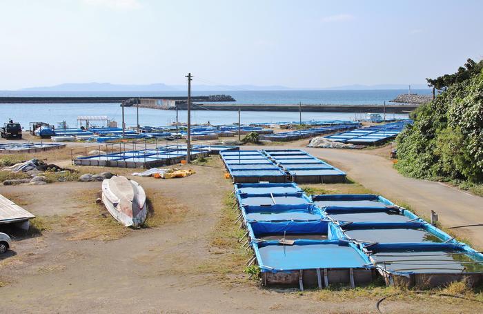 小さなキャロットアイランド！沖縄の離島・津堅島に行ってみよう