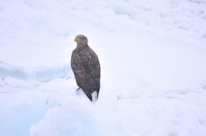 寒さの中に感動がある！網走流氷砕氷船「おーろら」で氷の海を突き進む