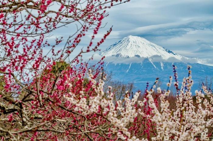 【富士山と花の眺望】30分のお手軽ハイキングと寄り道スポット