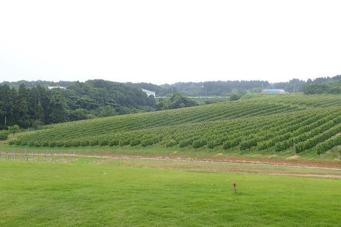 世界農業遺産に認定された石川県・能登半島ぐるり旅