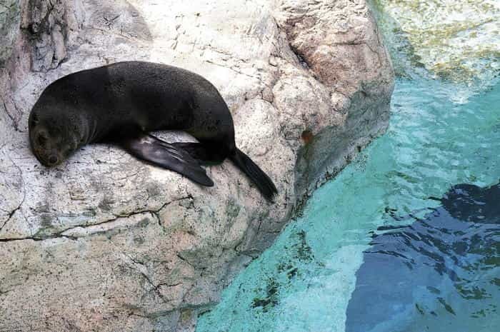 【徹底取材】よこはま動物園ズーラシアの攻略法・アクセス・混雑状況まで!家族サービスにもデートにもおすすめです!