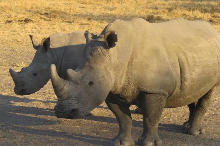 タンザニアのサファリで、大人気の動物ビッグファイブを見てみよう！