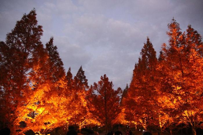 絵画の中にまぎれ込む、圧巻の紅葉【神戸市立森林植物園】