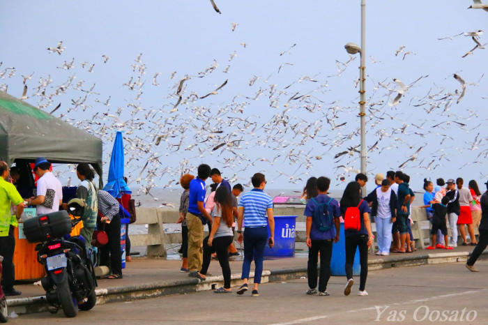 タイでけた違いのカモメの大群！餌やりができるユニーク観光