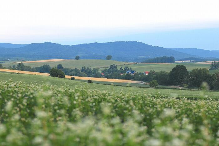 【四季と宿をめぐる旅】北海道〜ペンション トムテ ルムと丘の風景〜