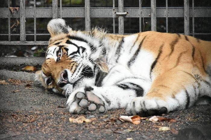 ワンコインでおつりがくるコスパ最高の動物園　「おびひろ動物園」
