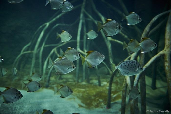 ヨーロッパ最大の淡水魚水族館「アクアティス(Aquatis)」が、スイス・ローザンヌにオープン!