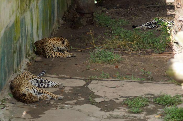 アマゾンの動物たちと触れ合おう！ペルー・キストコチャ動物園