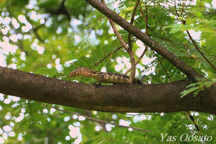 【タイ】驚異の遭遇率100%?!「ルンピニ公園のミズオオトカゲ」を見逃すな!