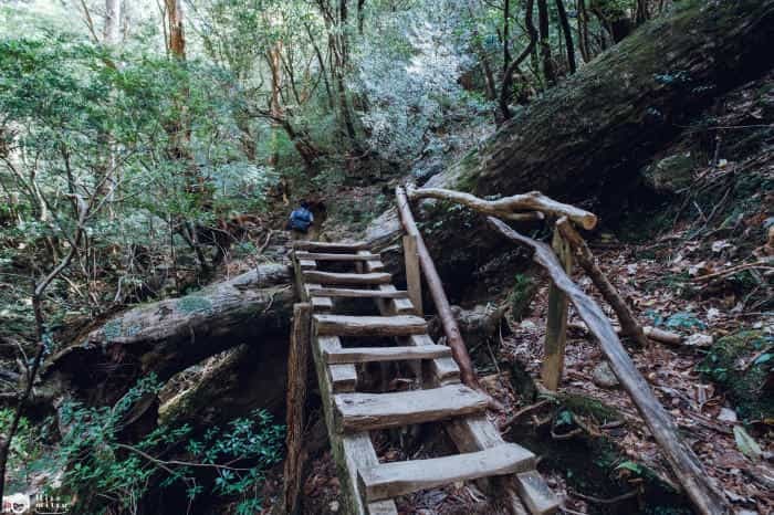 【鹿児島屋久島】樹齢数千年の古代樹！？縄文杉トレッキングへ行ってきました！