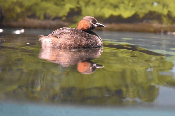 日本でココだけ!川の中まで水族館「サケのふるさと 千歳水族館」