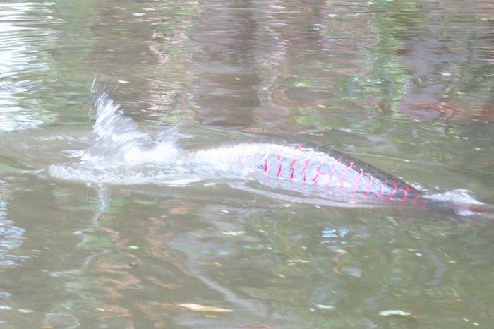 アマゾンの動物たちと触れ合おう！ペルー・キストコチャ動物園