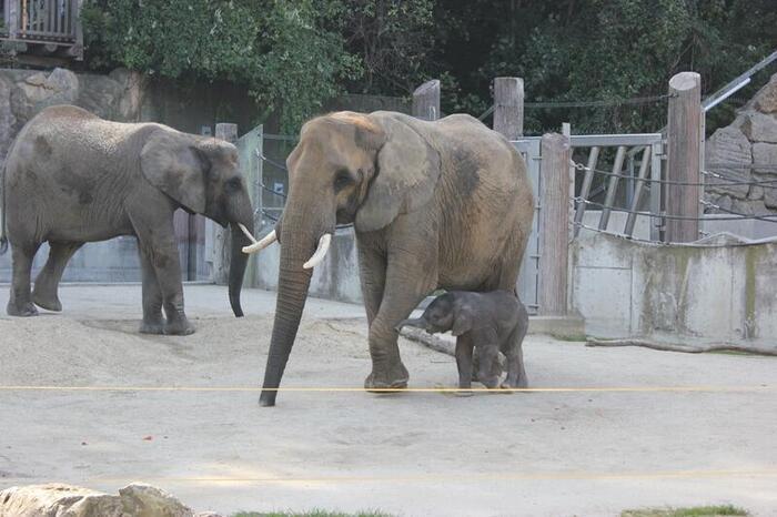 【オーストリア】皇帝が作った世界最古の動物園！シェーンブルン動物園を満喫！（初級編）