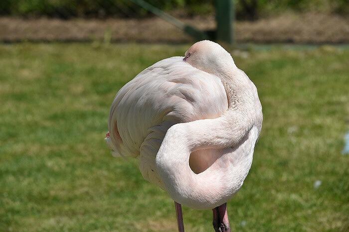 ワンコインでおつりがくるコスパ最高の動物園　「おびひろ動物園」