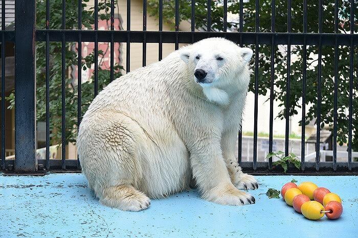 ワンコインでおつりがくるコスパ最高の動物園　「おびひろ動物園」