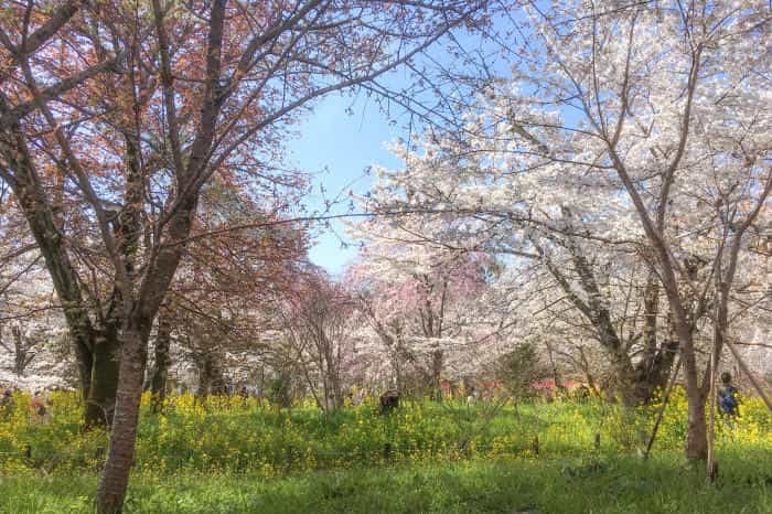 まるで桃源郷！京都の知る人ぞ知る桜の名所「原谷苑」