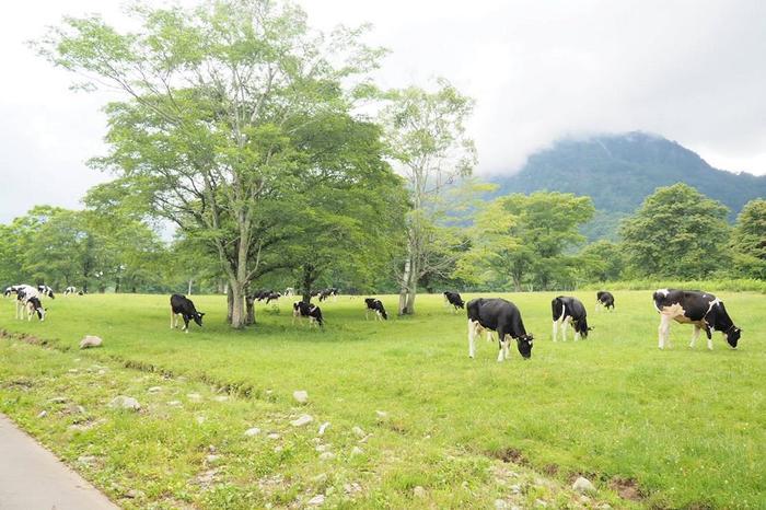 戸隠キャンプ場の魅力を徹底レポート！ 近場で温泉や登山も楽しめます！