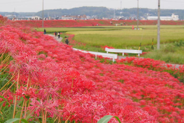 【愛知県】知る人ぞ知る四季の折々のお花見スポットをご紹介