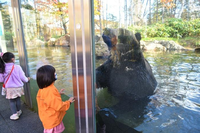 巨体がうごめく国内唯一のヒグマ専門パーク！サホロ ベア・マウンテン