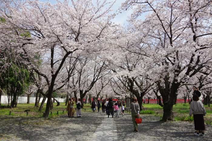 春の京都！1年でもっとも人気な桜シーズン、京都のさくらの名所5選