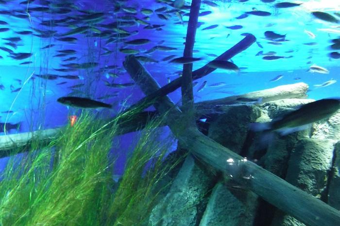 日本でココだけ!川の中まで水族館「サケのふるさと 千歳水族館」