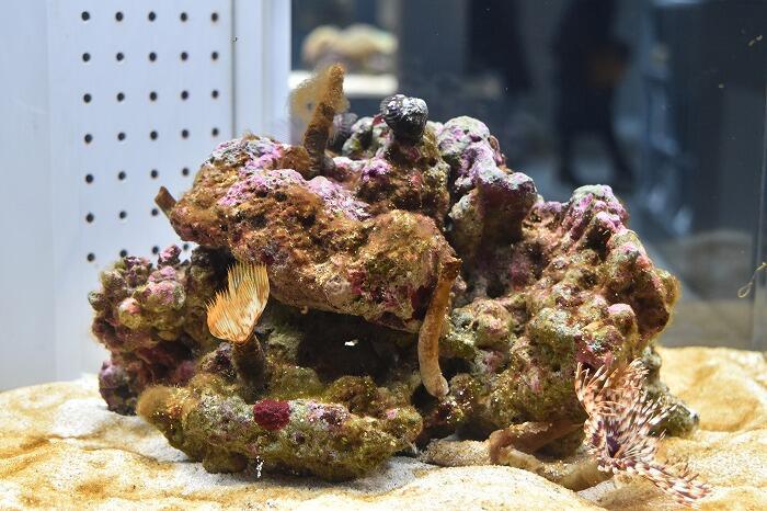 【北海道】ココロ満たされるマチナカのオアシス 都市型水族館「AOAO SAPPORO」