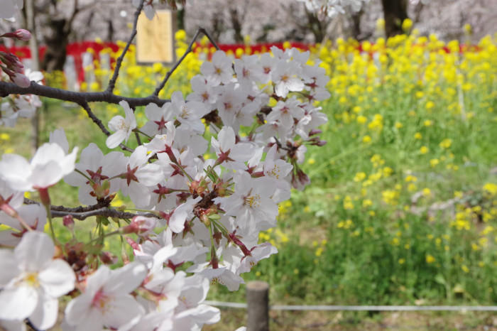 春の京都！1年でもっとも人気な桜シーズン、京都のさくらの名所5選