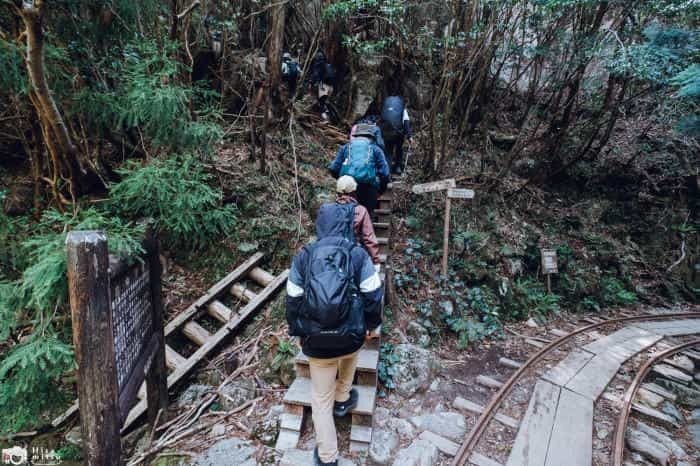 【鹿児島屋久島】樹齢数千年の古代樹！？縄文杉トレッキングへ行ってきました！