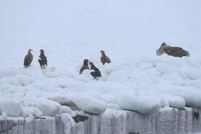 寒さの中に感動がある！網走流氷砕氷船「おーろら」で氷の海を突き進む