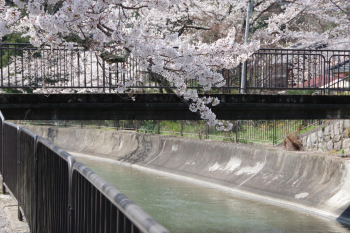 春の京都！1年でもっとも人気な桜シーズン、京都のさくらの名所5選