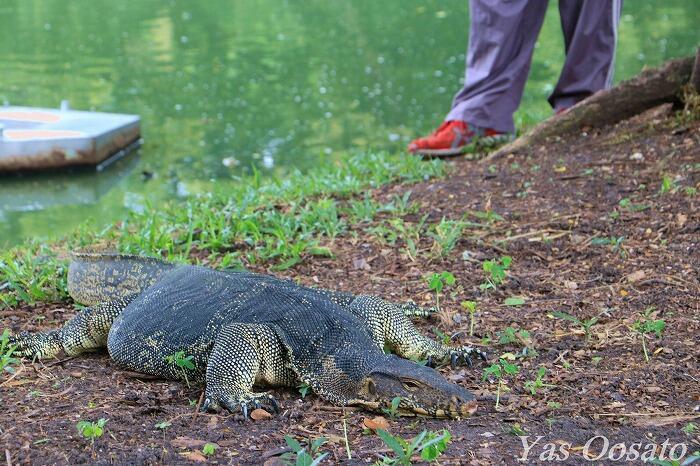 【タイ】驚異の遭遇率100%?!「ルンピニ公園のミズオオトカゲ」を見逃すな!