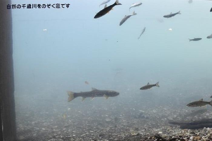 日本でココだけ！川の中まで水族館「サケのふるさと 千歳水族館」