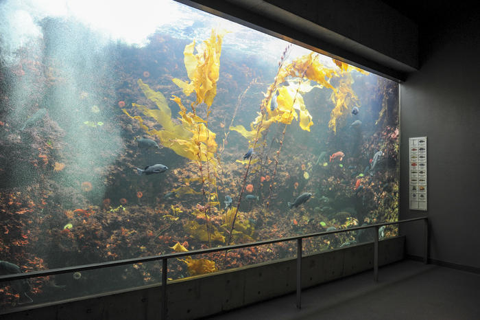 葛西臨海水族園の見どころを徹底レポート！観覧車など周辺情報も！