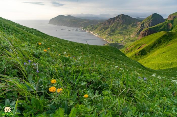 【癒し】夏の暑さに疲れたあなたへ「礼文島」という選択肢はいかがですか？