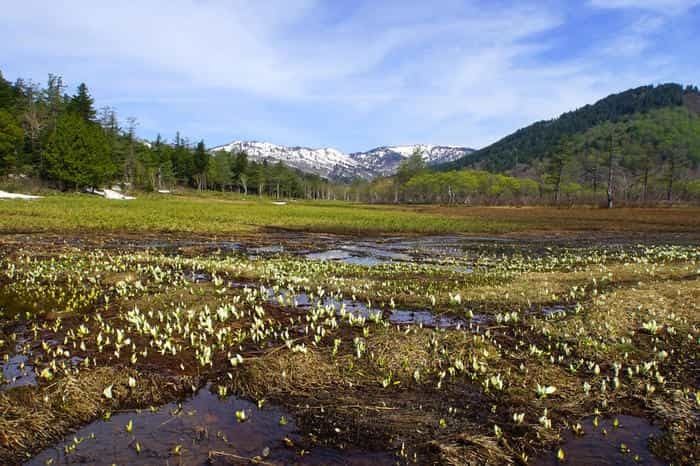 いざ水芭蕉の楽園へ！初心者でも日帰りできる尾瀬ヶ原ハイキングコース