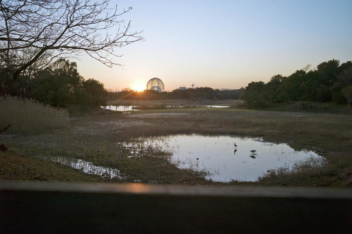 【葛西臨海公園】真冬の醍醐味「23区最大規模のスイセン畑」と「日本最大級の大観覧車から眺める富士山」。四季の花情報もお伝えします