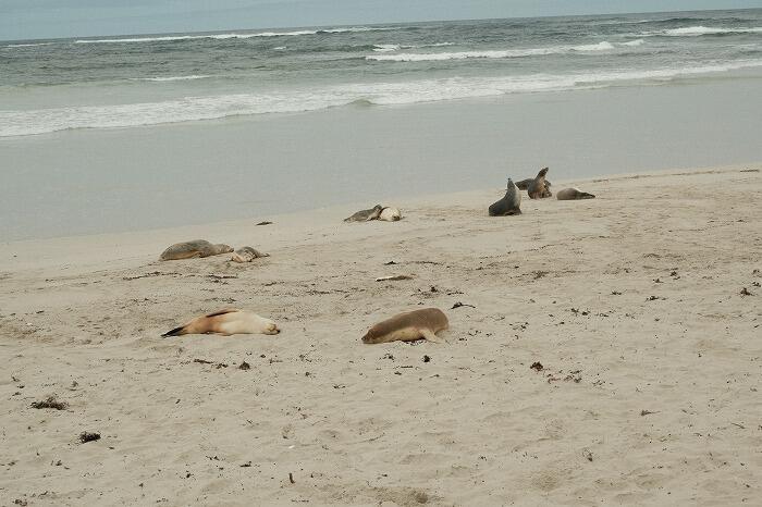野生のコアラやアシカに会える!カンガルー島