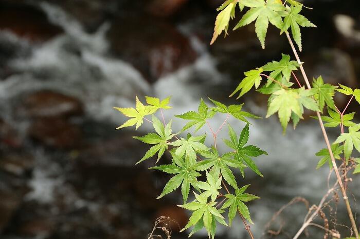 【四季と宿をめぐる旅】熊本県〜秘湯・旅館 山河とあふれる緑〜