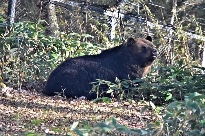 巨体がうごめく国内唯一のヒグマ専門パーク！サホロ ベア・マウンテン