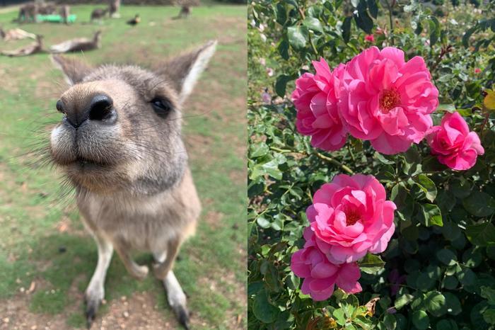 大自然の宝庫「タスマニア」の魅力！かわいい動物たちとの出会い・・・♪