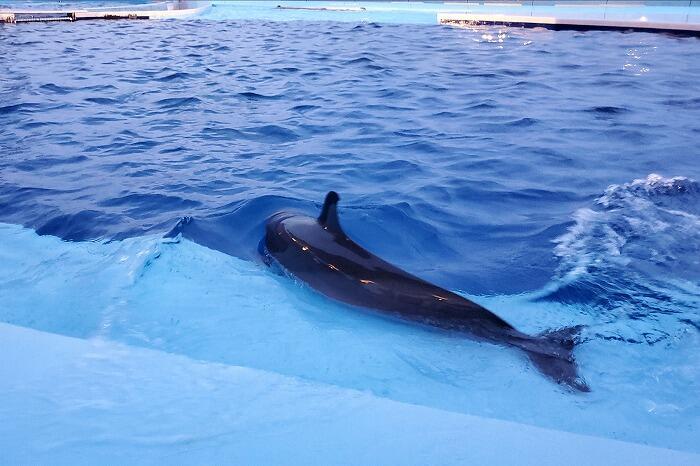 【香川】金魚が空を泳ぐ！水族館に龍宮城！？映えまくりな四国・丸亀の旅