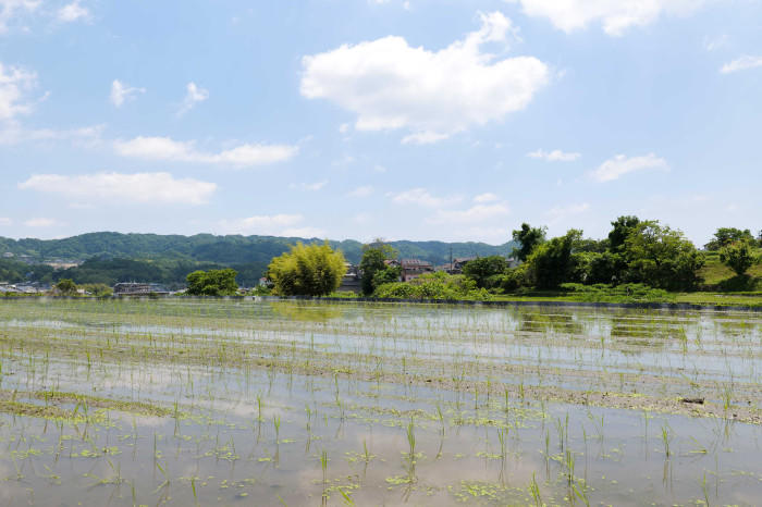 奈良県南生駒、西畑の棚田へお出かけしよう！