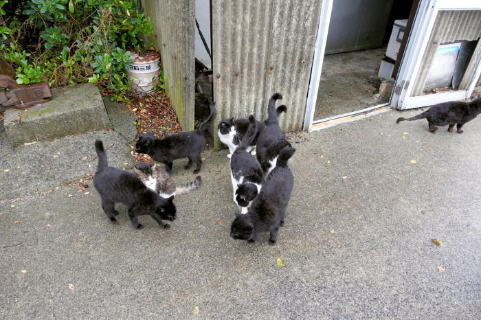 穴場の瀬戸内観光地！光・室積の沖合にある猫の島「牛島（うしま）」と水軍のふるさと上関を探訪