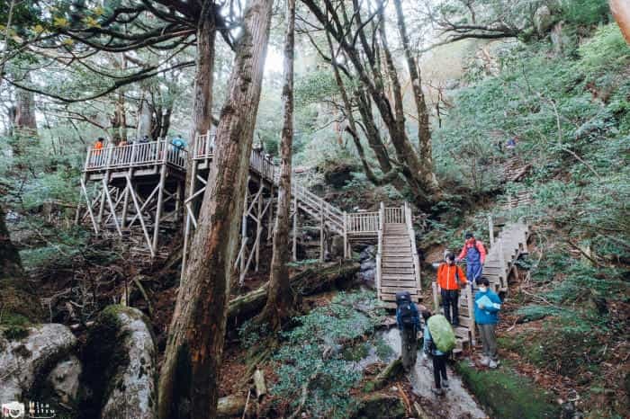 【鹿児島屋久島】樹齢数千年の古代樹！？縄文杉トレッキングへ行ってきました！