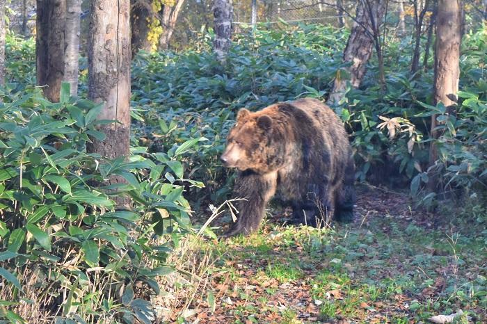 巨体がうごめく国内唯一のヒグマ専門パーク！サホロ ベア・マウンテン